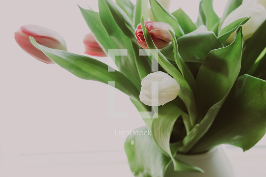 pink and white tulips on a white background 