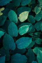 green japanese kontweed plant leaves, green background