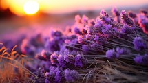 Lavender flowers in the field at sunset. Beautiful natural background