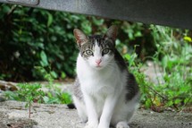 beautiful gray stray cat portrait, animal themes