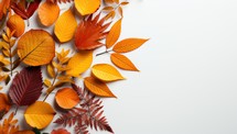 Autumn leaves on white background, top view. Space for text