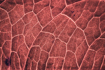 red leaf veins in autumn season, red background