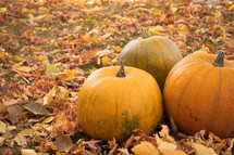 pumpkins in fall leaves 