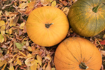 three pumpkins in fall leaves 