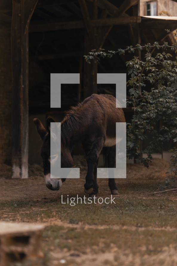 Donkey walking on a farm