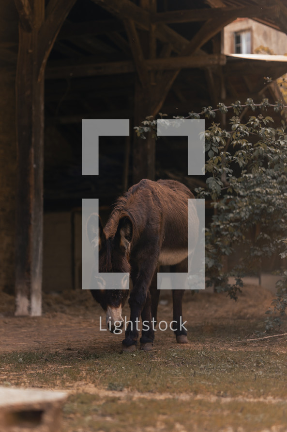 Donkey walking on a farm