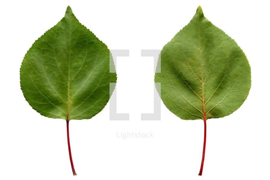 Apricot tree leaf - isolated over white background