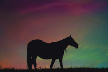horse silhouette in the meadow and beautiful sunset background