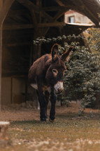 Donkey walking on a farm