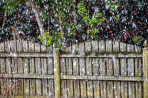 falling snow on a fence with red holly berries in the background 