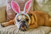 Grumpy Easter Bunny 