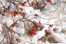 red berries on branches in snow 