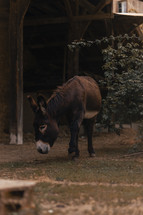 Donkey walking on a farm