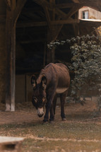 Donkey walking on a farm