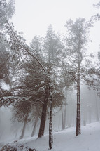 snow on the trees in winter season