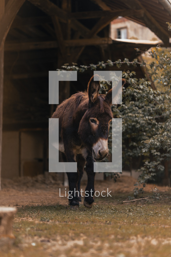 Donkey walking on a farm