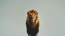 A lion on a light background