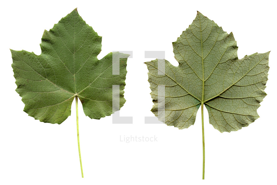 Vitis tree leaf - isolated over white background