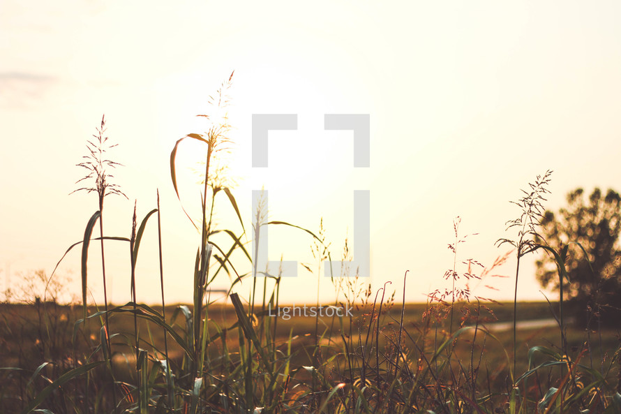 tops of tall grasses in a field at sunset 