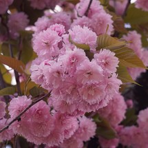 romantic pink flower in the garden in springtime