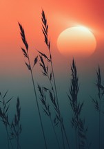 plants silhouette in the nature and sunset background