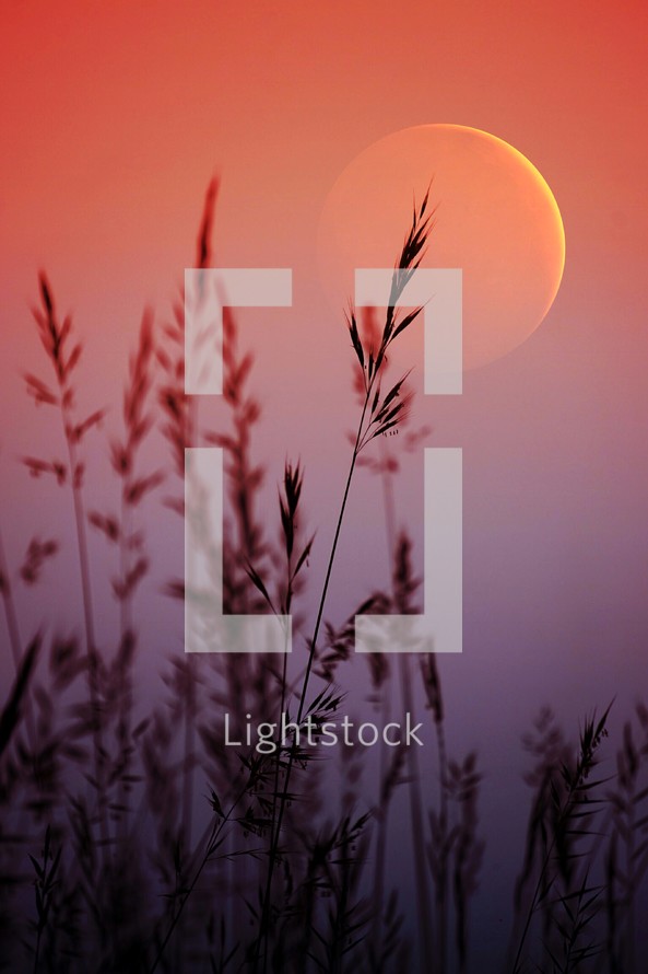 plants silhouette in the nature and sunset background