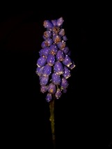 Raindrops on Blue Grape Hyacinth Flower in the Dark