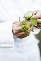 Chef holding a fresh vegetable branch