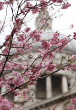 cherry blossoms and capitol building 