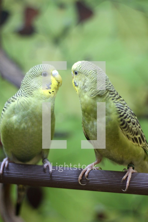 Budgerigar parakeets 