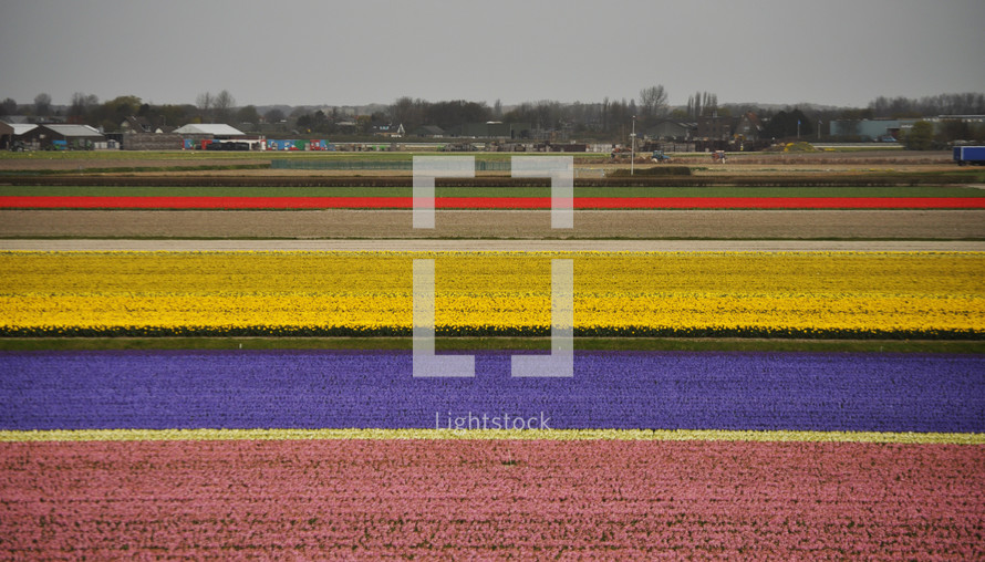 Colorful tulip fields ready for harvest in Holland.