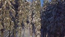 High snowy spruce trees in wild winter forest in sunny evening nature Aerial view
