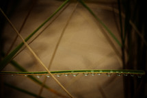 drops of water on blades of grass 