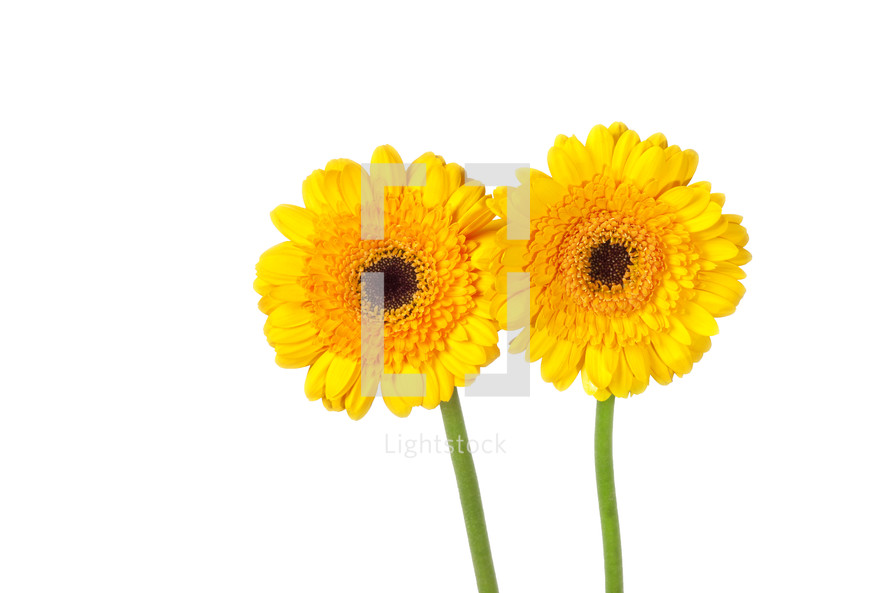 yellow gerber daisies 