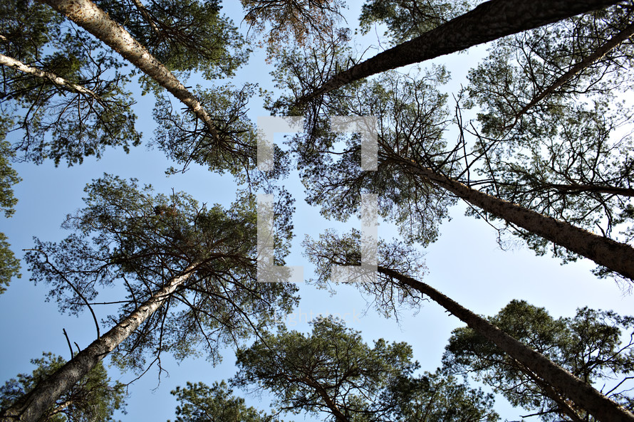 Lofty pine trees, sky