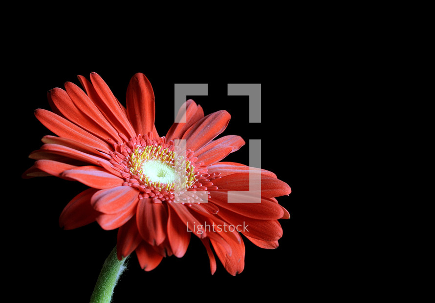 red gerber daisy 