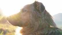 Portrait of dog looking at beautiful sunset nature with sun reflection
