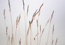 Tall wheat grass.