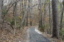a path through a forest in fall 