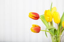 Fresh Tulips in Vase
