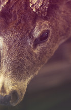 Close up of face of deer with antlers.