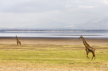 Two giraffes roam the wilderness
