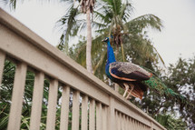 peacock on a railing 