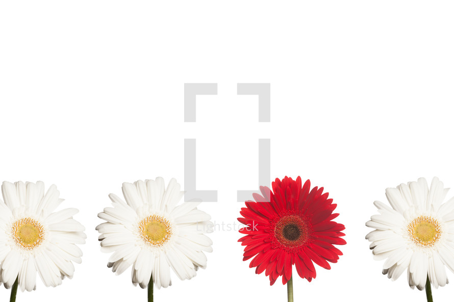 white and red gerber daisies in a row