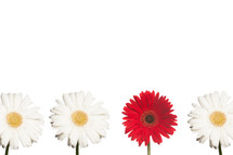 white and red gerber daisies in a row