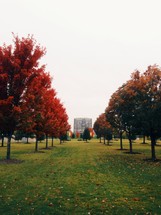 trees in a park 