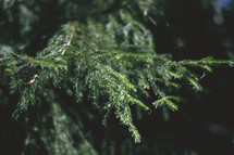 green fir tree in a forest 