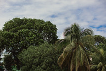 tops of trees and palm trees 