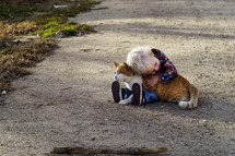 toddler boy hugging a cat