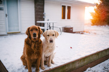 dogs in the snow on a back deck 